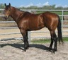 SHIPPYS TOPSAILN MAN (Deceased)