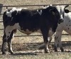S37 Studwieser