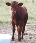 S56 Gunsmoke