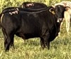 S49 Little Texas