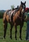 SHIPPYS TOPSAILRANGER (Ranger)