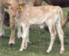 4-H