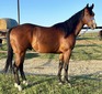 SHIPPYS TOP FRENCHMAN (Todd)