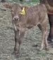 43-H