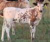 48-H