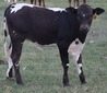 -26 -H