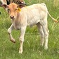 4-H