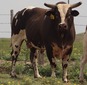 S37 Studwieser