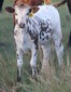 48-H