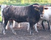 S410 Cowboy's Delight