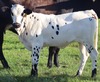 14-H
