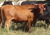 3CCC Cow 26